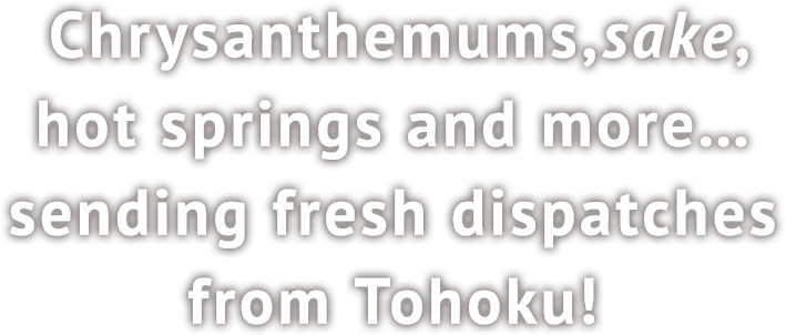 〜Chrysanthemums, sake, hot springs and more… sending fresh dispatches from Tohoku!〜