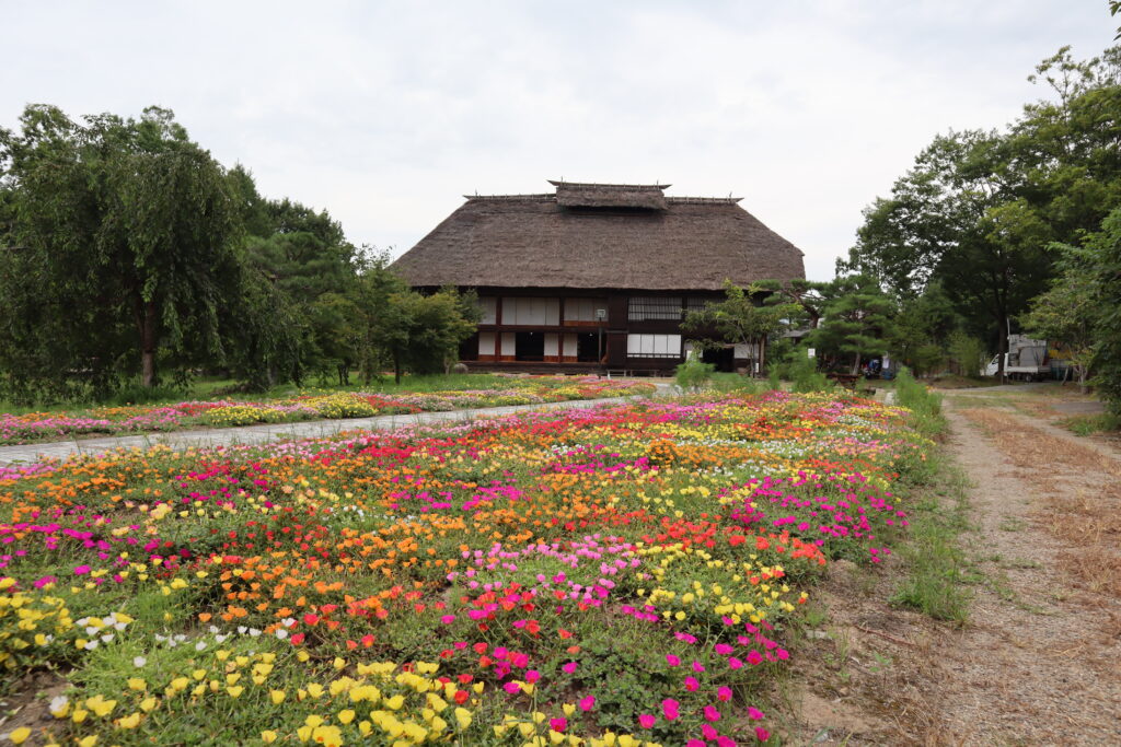 安達ヶ原ふるさと村　ポーチュラカ　