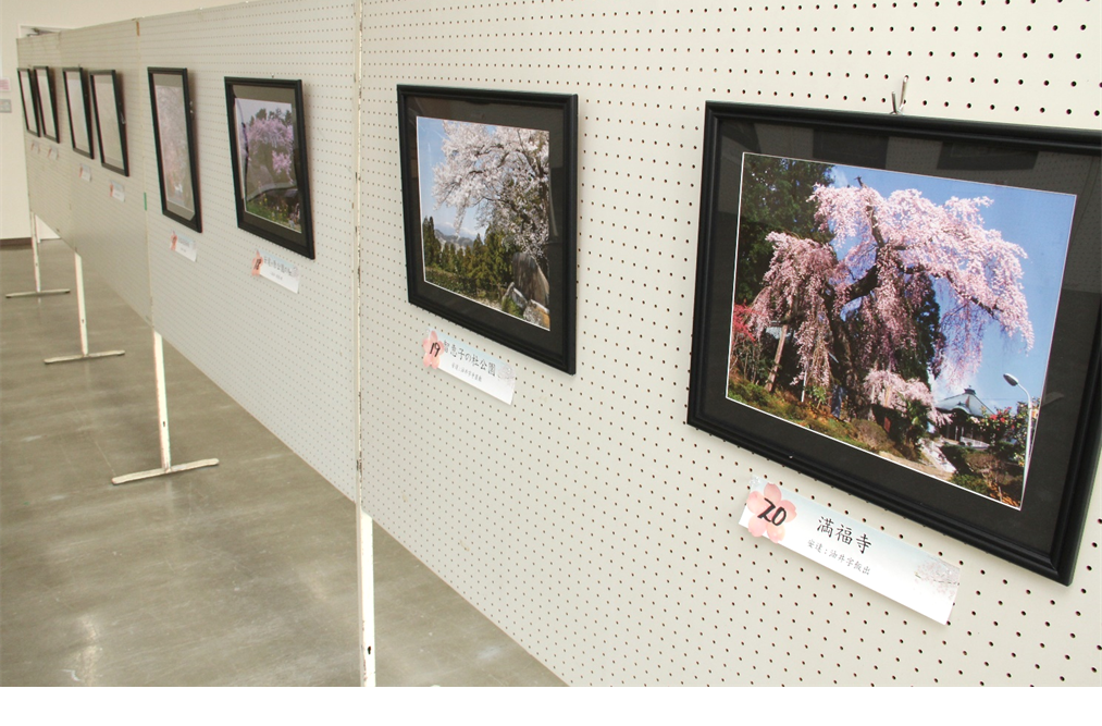 お花見どこにしよう？　咲き誇る桜の写真展