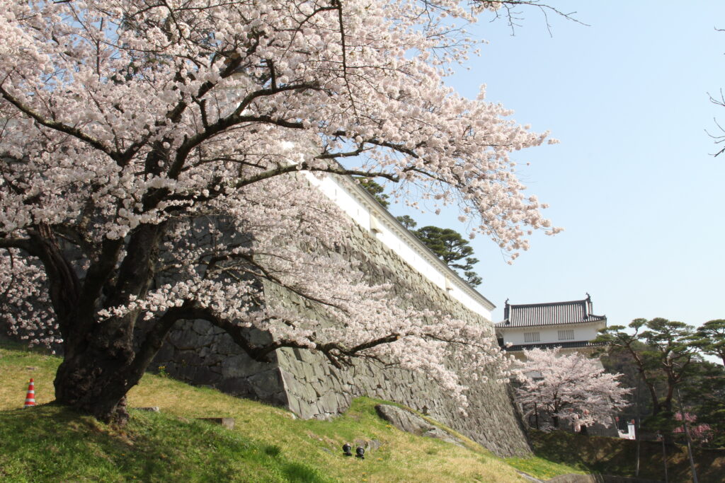 見逃さないで！桜開花が一気に加速