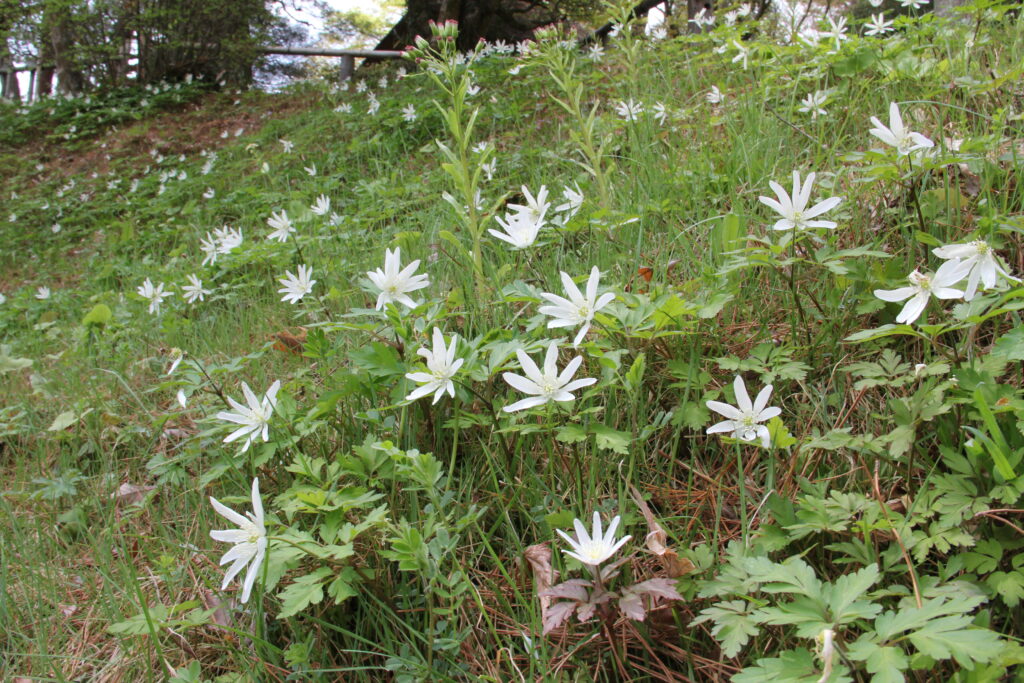 霞ヶ城公園はまだ見どころがいっぱい