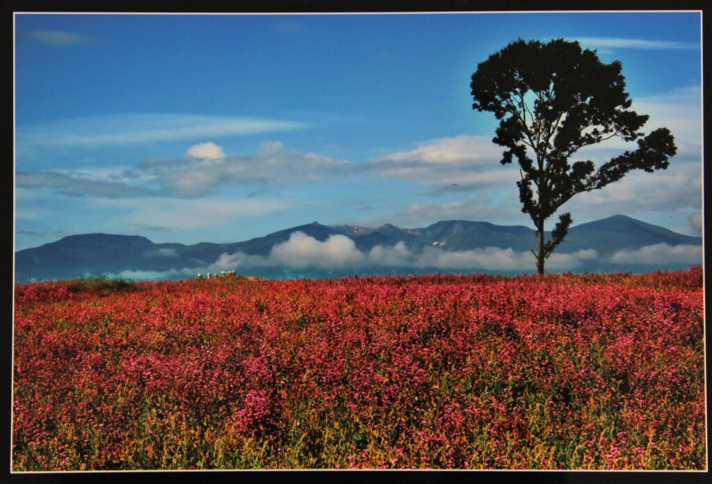 二本松の美しい風景 観光フォトコンに285点