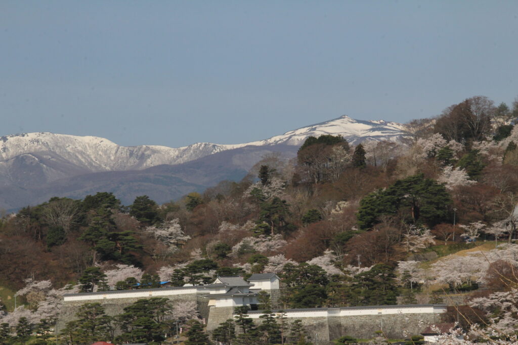 桜に包まれる二本松、岳温泉も見ごろに