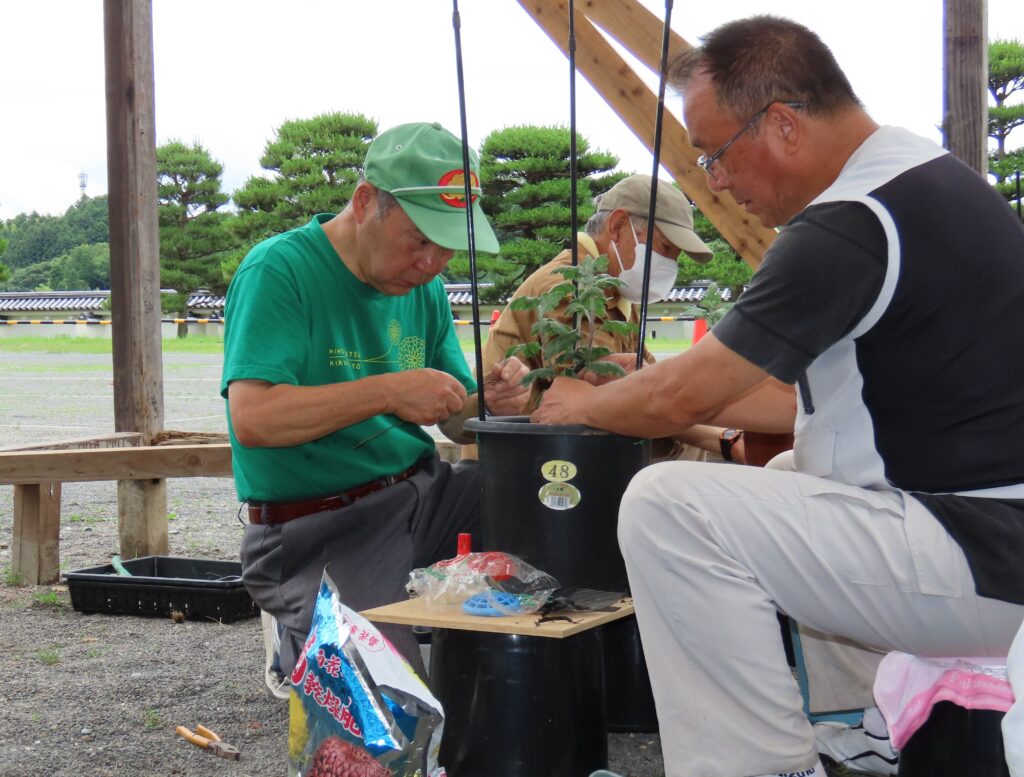 秋の大輪を夢見て…菊づくりに熱中！