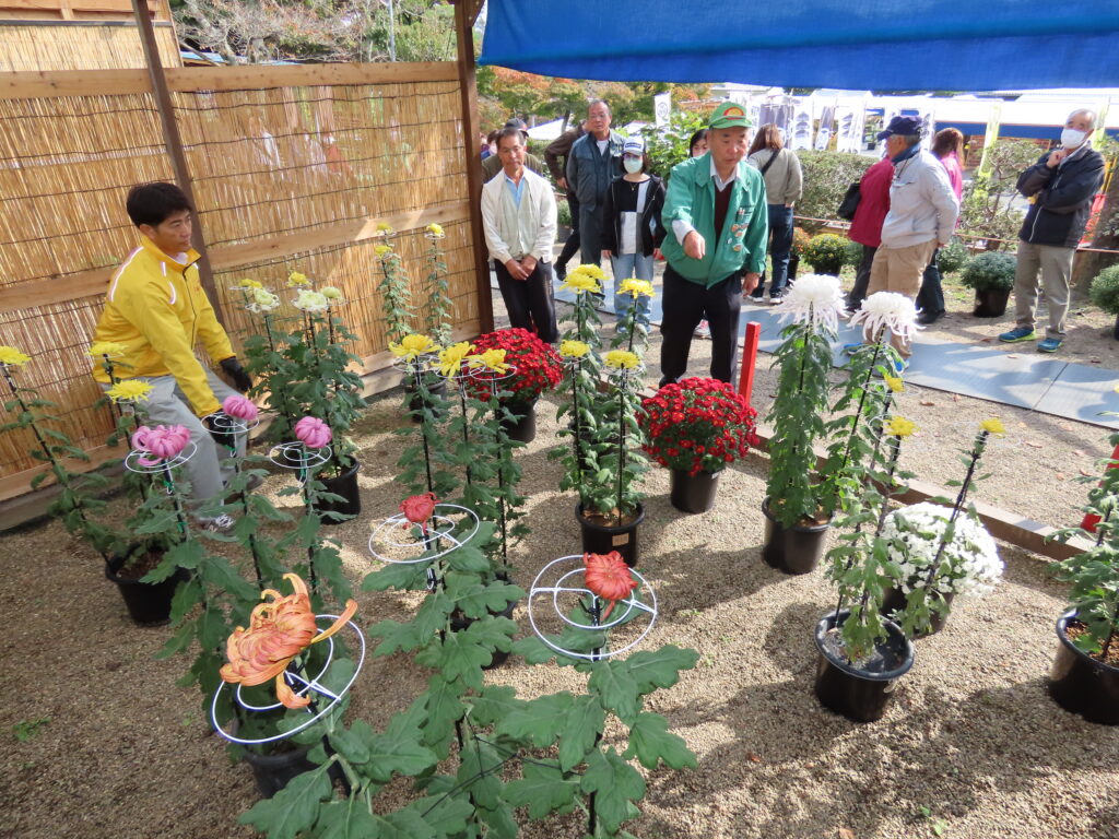 菊づくり教室の作品、菊人形会場を彩る