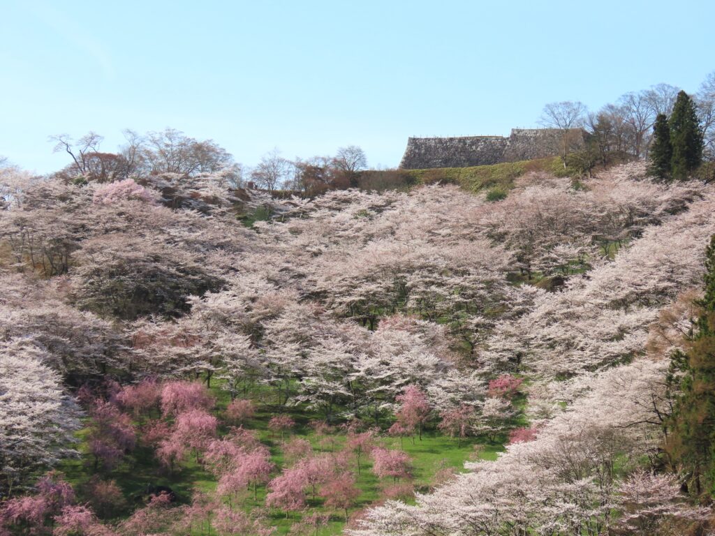 桜一色に染まる霞ヶ城公園、やっと満開に