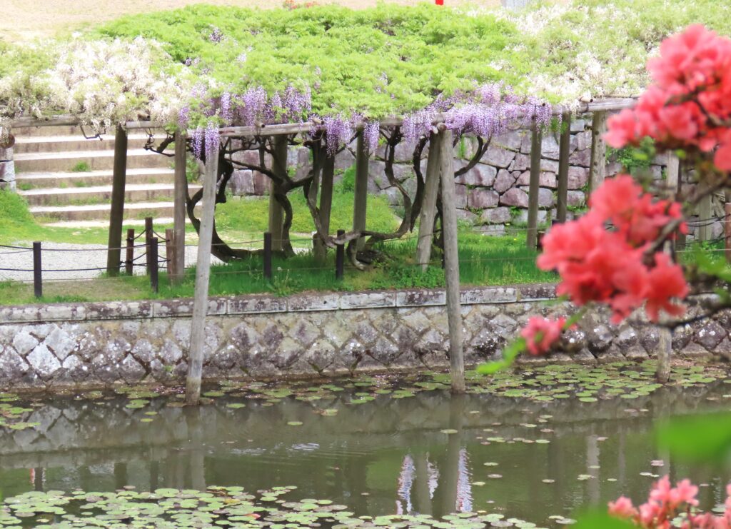 新緑の霞ヶ城公園  かれんな花色探訪しては…