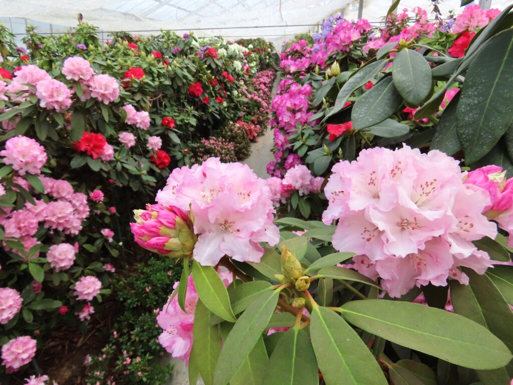 桜は終わっても城下町は花の季節が続きます！